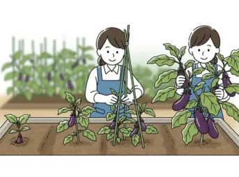 ナスの家庭菜園：初心者向けの育て方とコツ